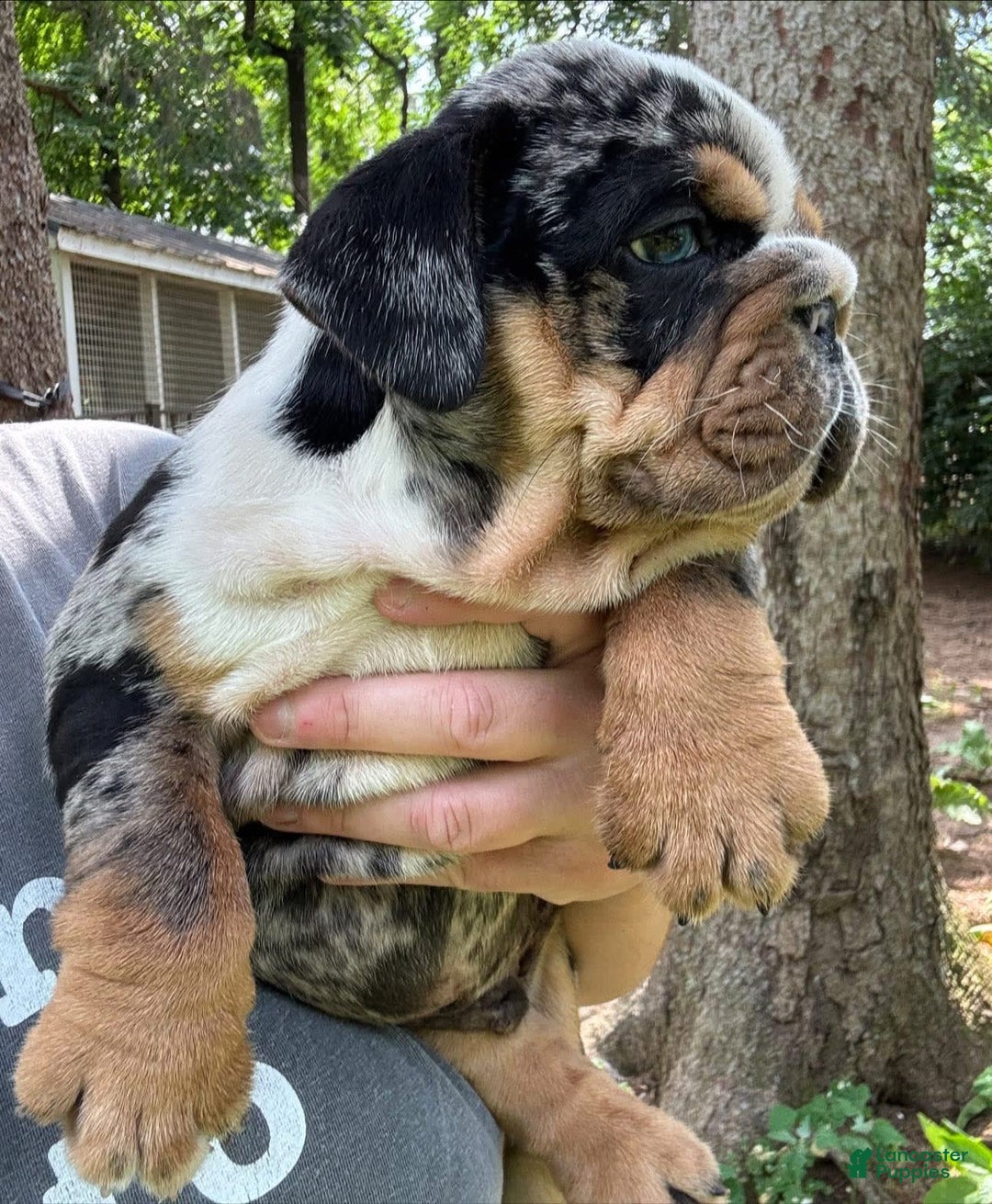 English Bulldog dogs for sale: Prince - Image 10