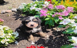 Mini Bernedoodle dogs for sale: Trevor - Image 2
