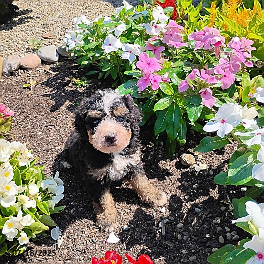 Mini Bernedoodle dogs for sale: Trevor - Image 2