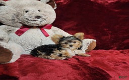 Yorkshire Terrier dogs for sale: PEANUT - Image 7