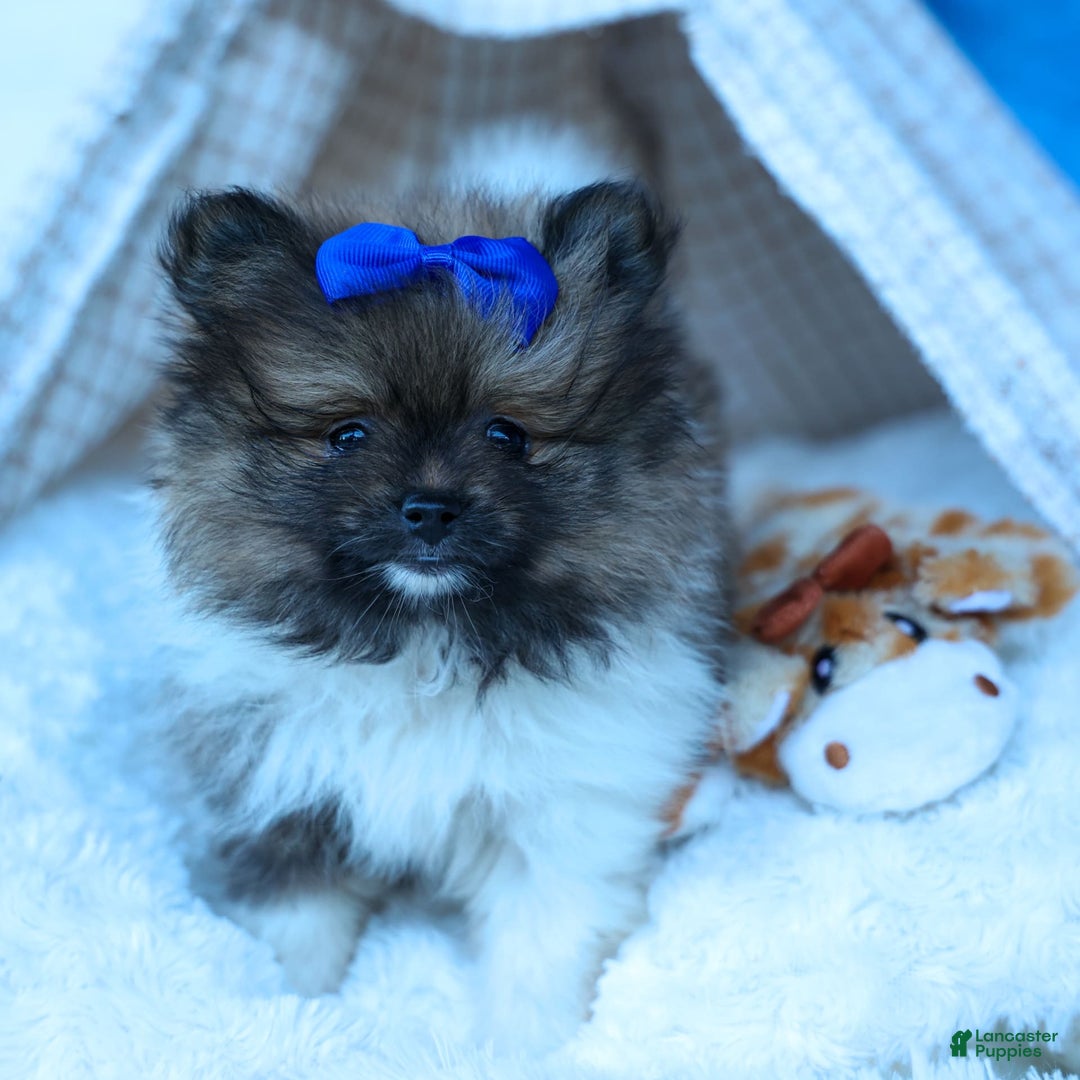 Pomeranian dogs for sale: Bobby - Image 14