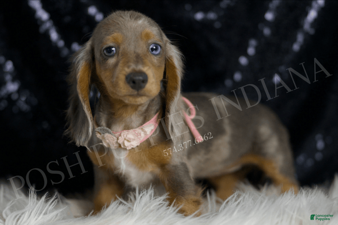 Miniature Dachshund dogs for sale: Lani - Image 1