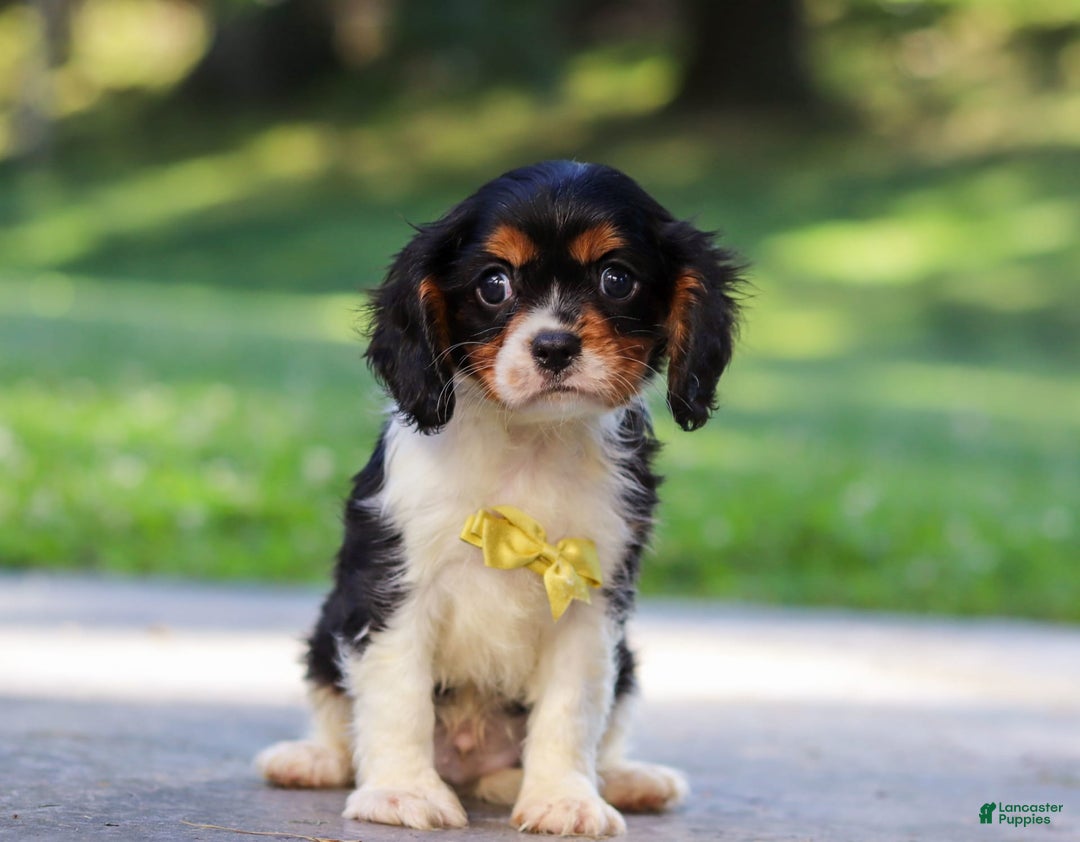 Cavalier King Charles Spaniel dogs for sale: Oliver - Image 4