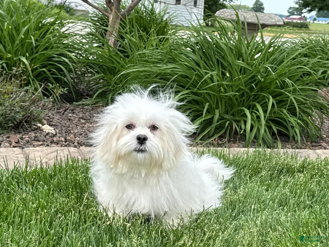 Lhasa Apso dogs for sale: Lucy - Image 1