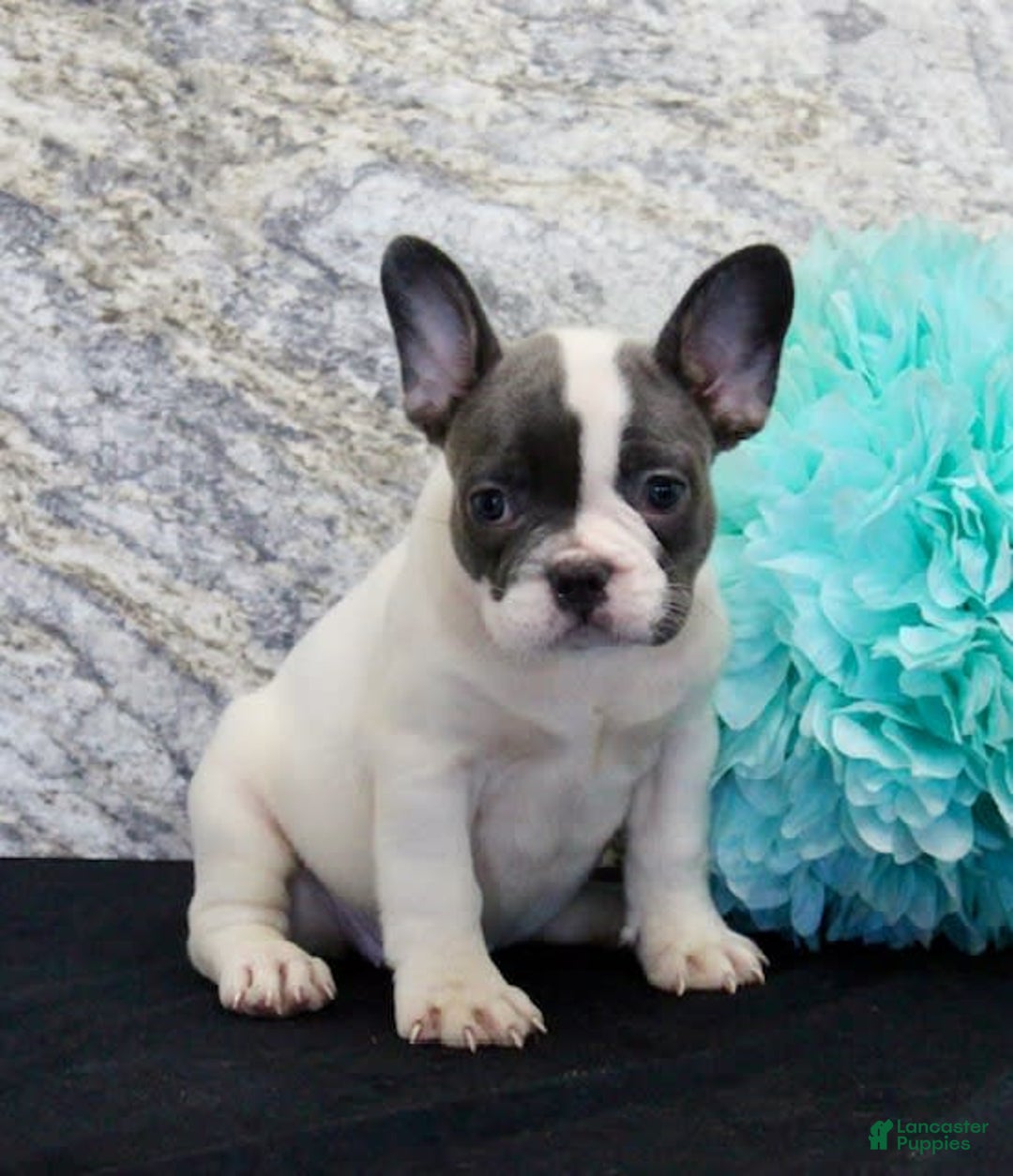 French Bulldog dogs for sale: Tina - Image 2