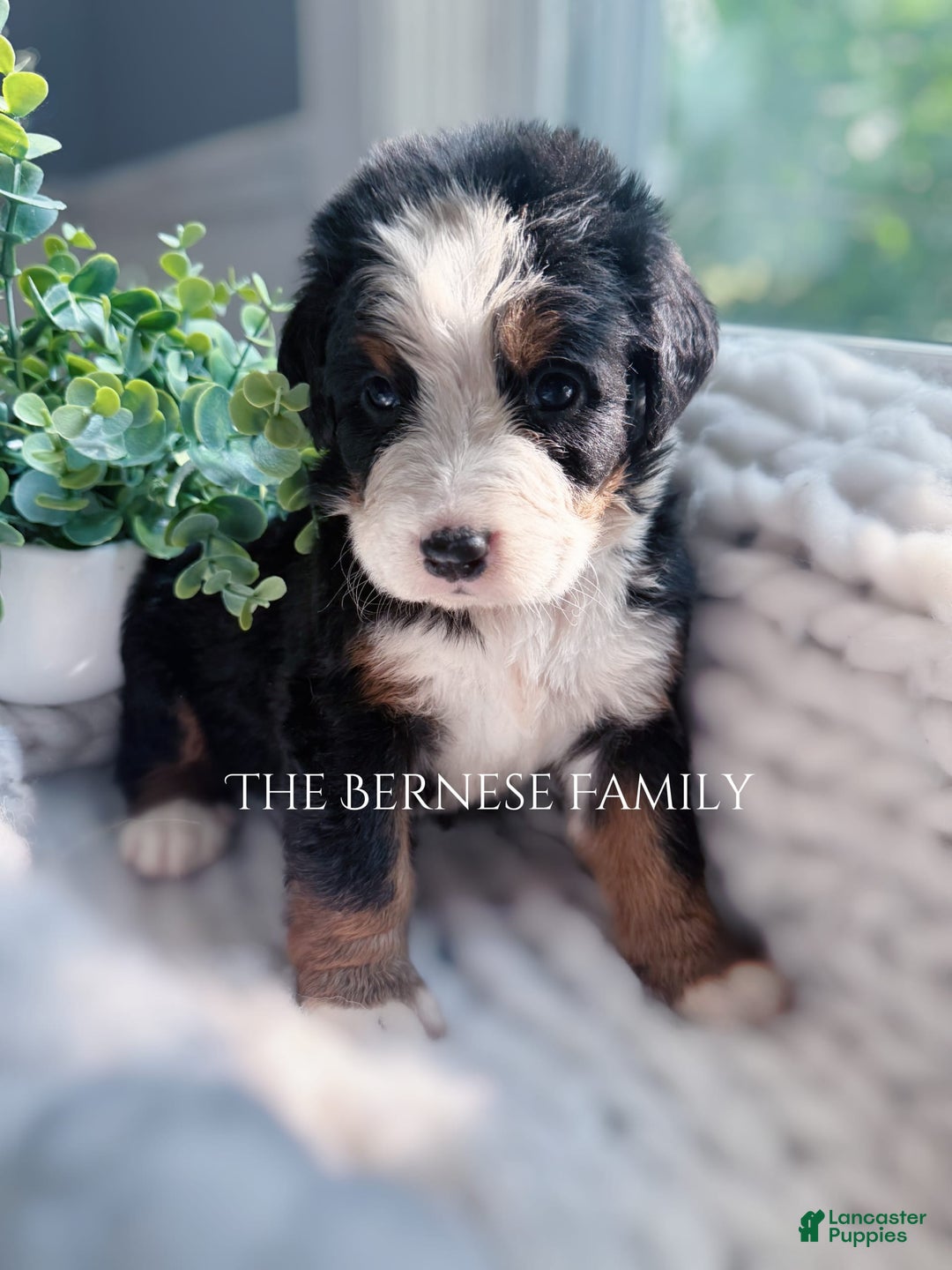 Bernese Mountain Dog dogs for sale: Female - Image 1