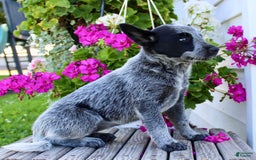 Australian Cattle Dog dogs for sale: Beauty - Image 6