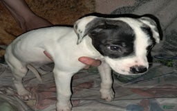 Dogo Argentino dogs for sale: Oreo - Image 2