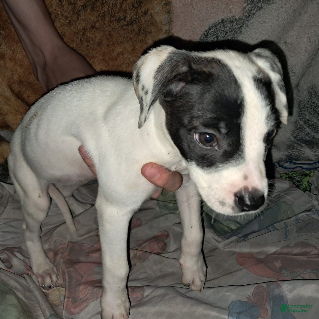 Dogo Argentino dogs for sale: Oreo - Image 2