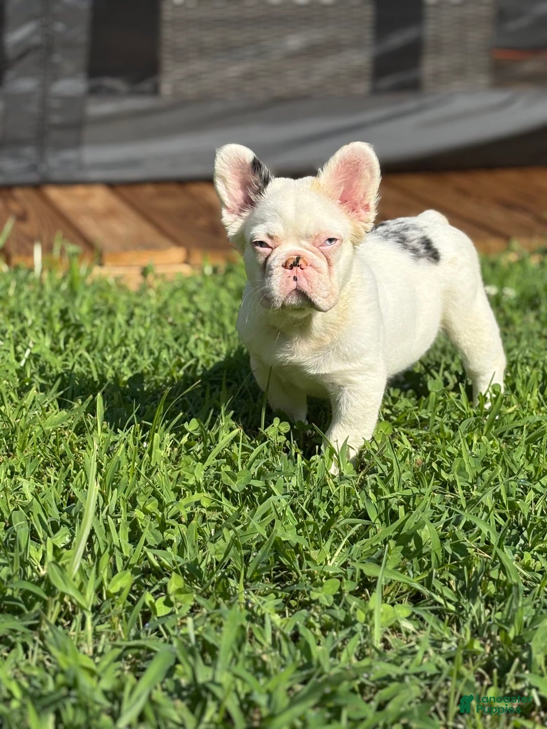French Bulldog dogs for sale: Tommie Egan - Image 2