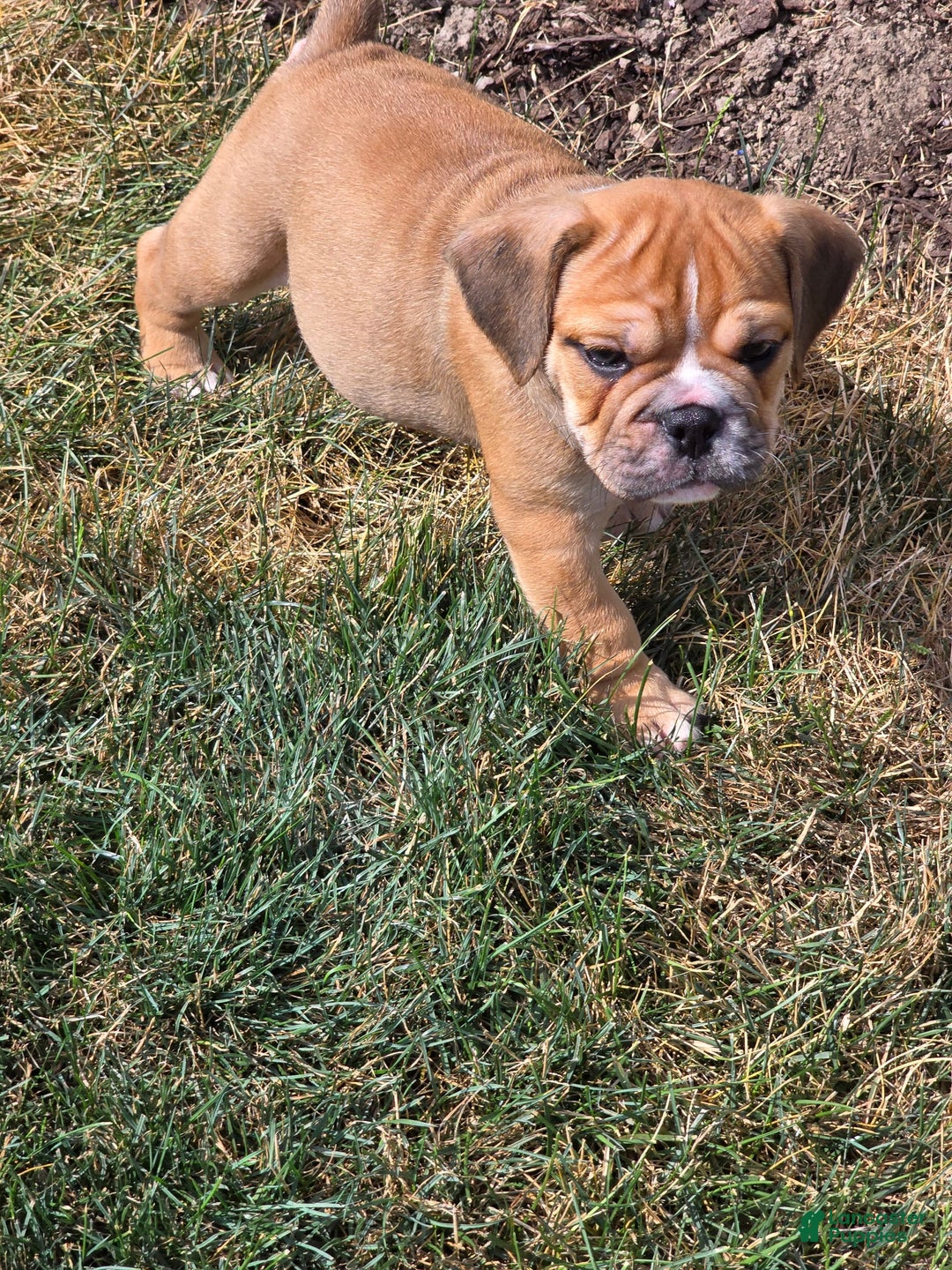 English Bulldog dogs for sale: Mozart - Image 5