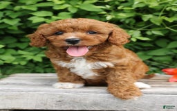 Cavapoo dogs for sale: Cavapoo 5 puppies - Image 1
