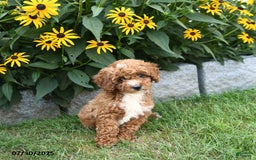 Cavapoo dogs for sale: Blossom - Image 3