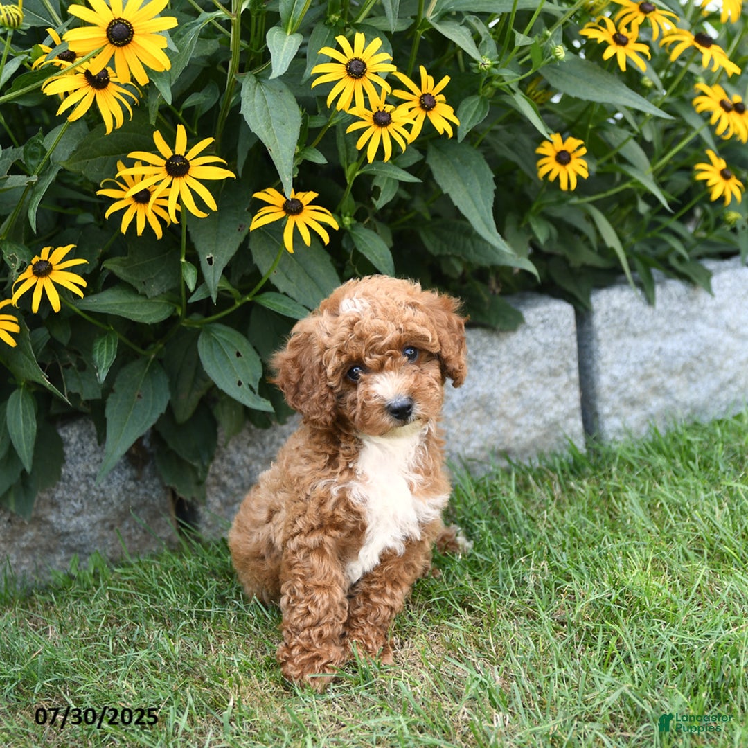Cavapoo dogs for sale: Blossom - Image 3