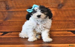 Miniature Poodle dogs for sale: Oreo - Image 1