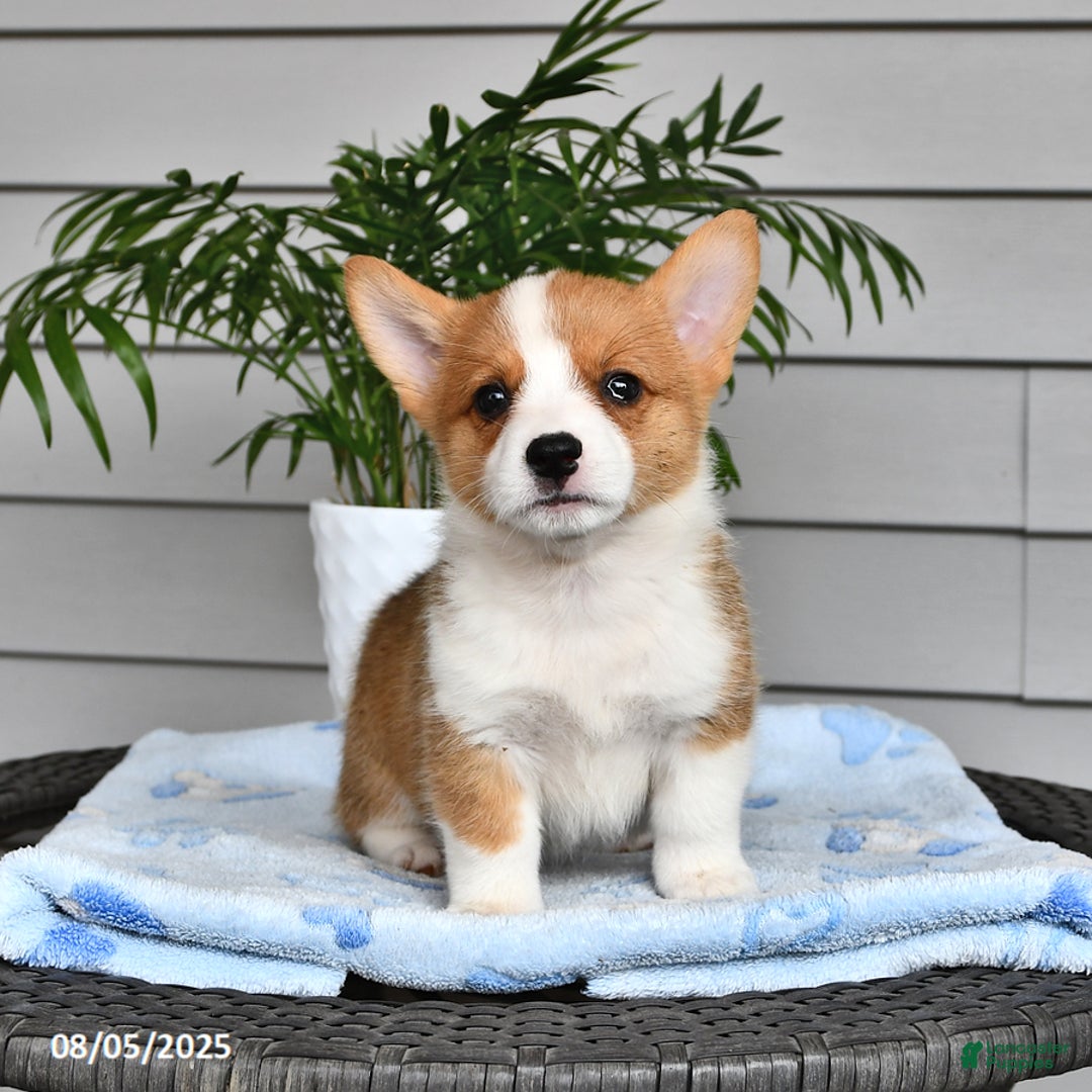 Welsh Corgi Pembroke dogs for sale: Josie - Image 2