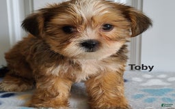 Shorkie dogs for sale: Toby - Image 3