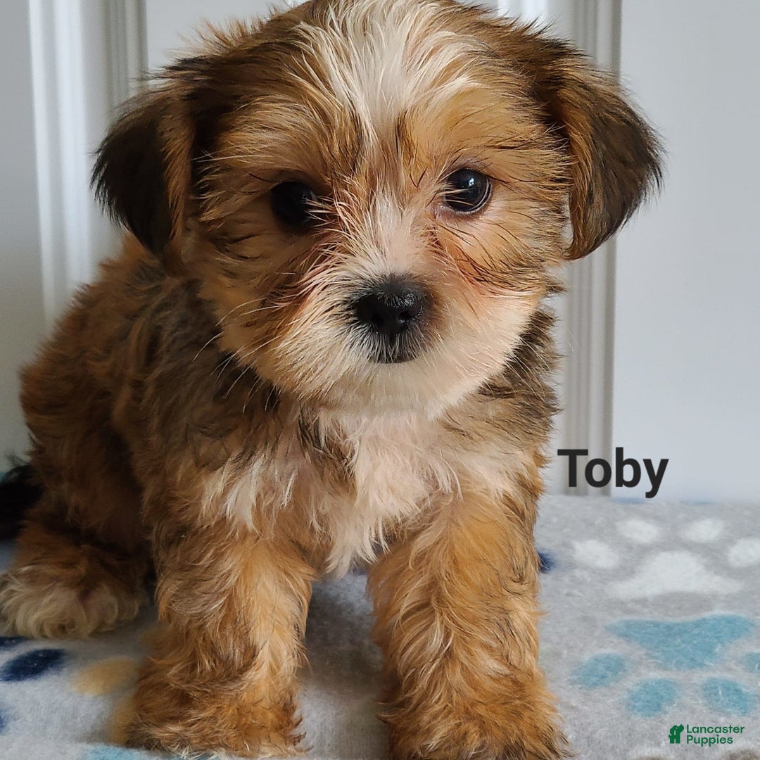 Shorkie dogs for sale: Toby - Image 3