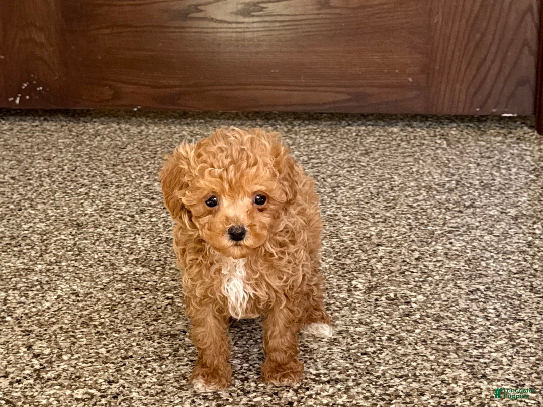 Maltipoo dogs for sale: Jordan - Image 2