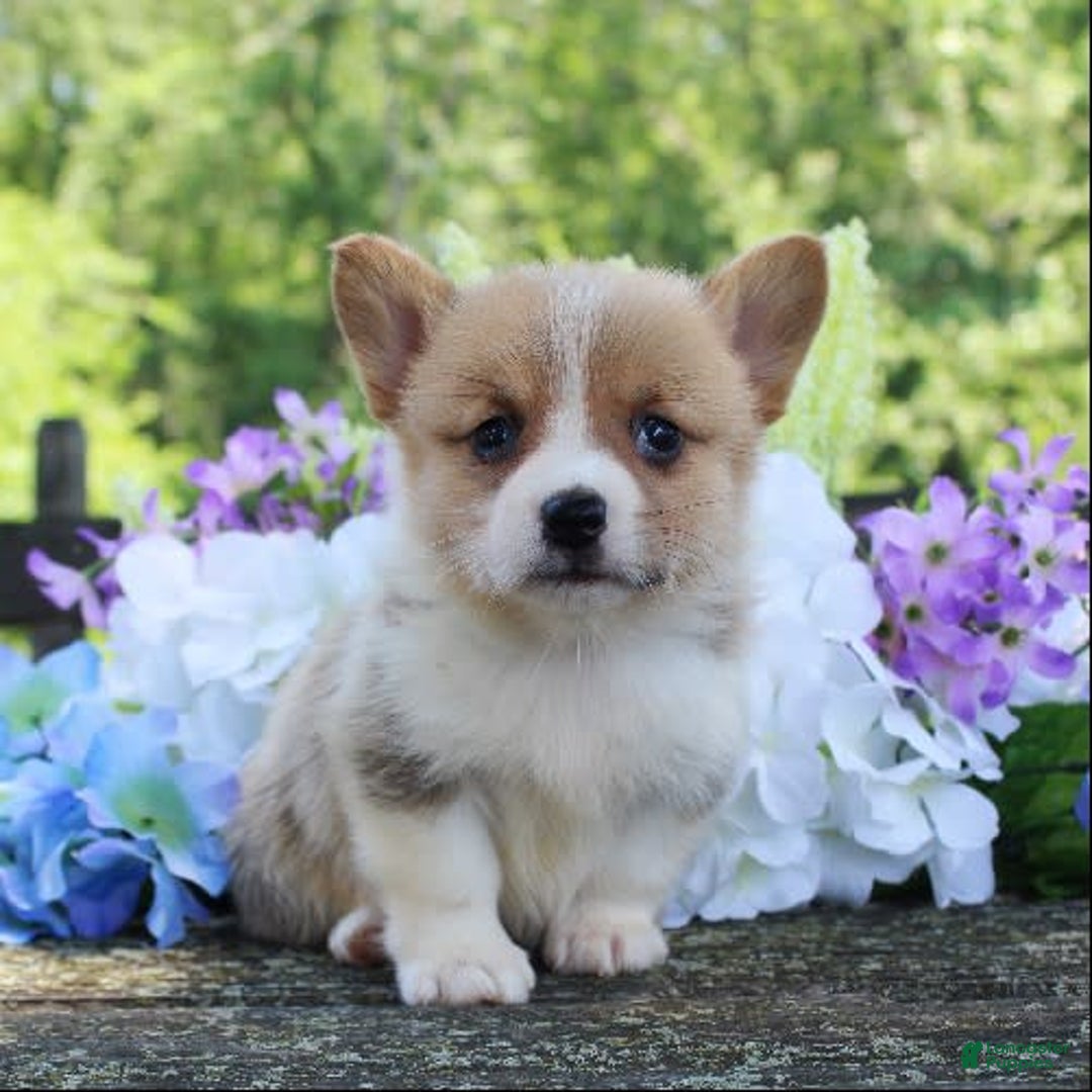 Welsh Corgi Pembroke dogs for sale: Sweetpea - Image 2