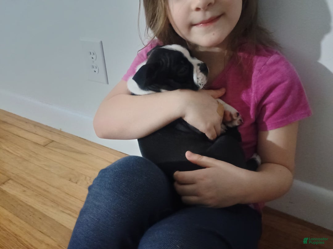 Boston Terrier dogs for sale: Lola - Image 9