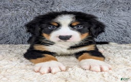 Bernese Mountain Dog dogs for sale: Bruce - Image 2