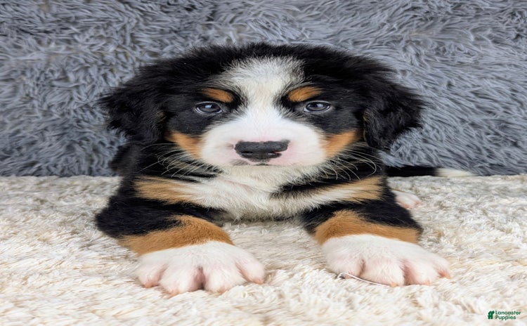 Bernese Mountain Dog dogs for sale - Ad 3