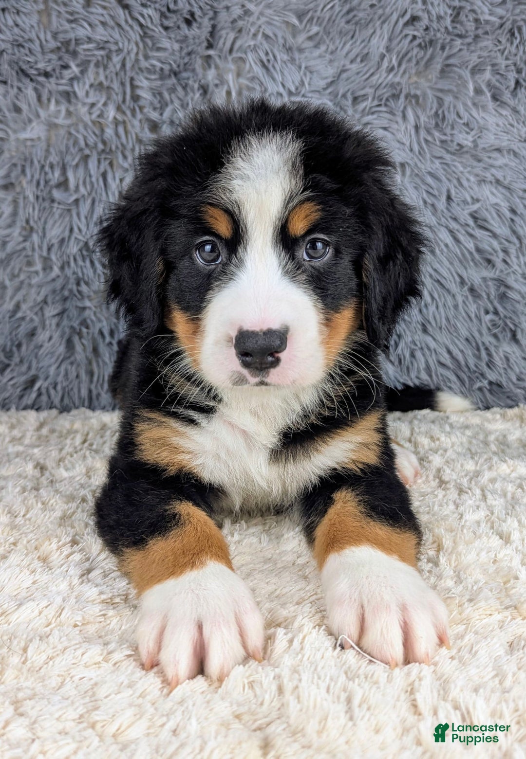 Bernese Mountain Dog dogs for sale: Bruce - Image 2