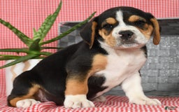 Beabull dogs for sale: Wanda - Image 9