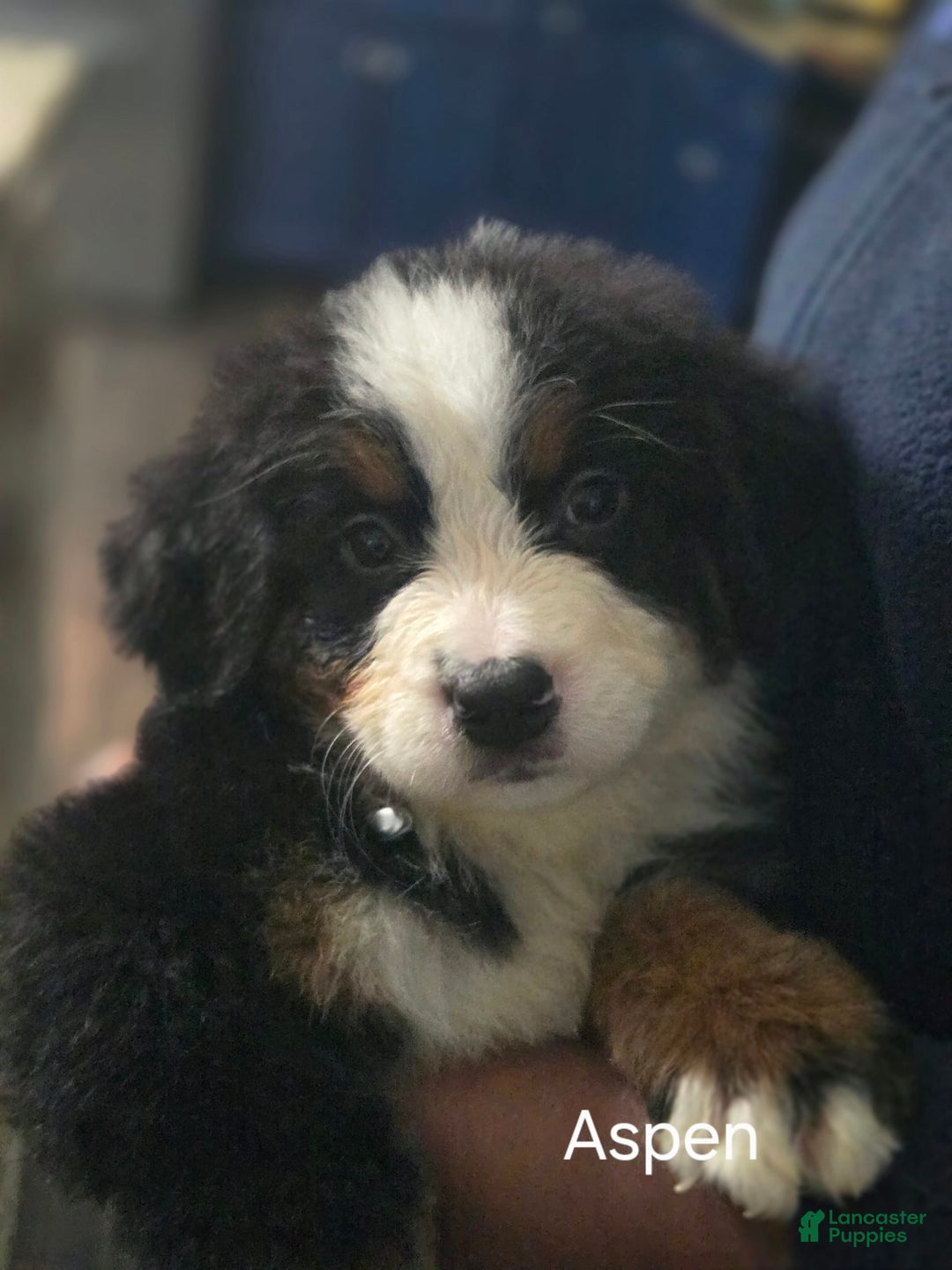 Bernese Mountain Dog dogs for sale: Aspen - Image 1