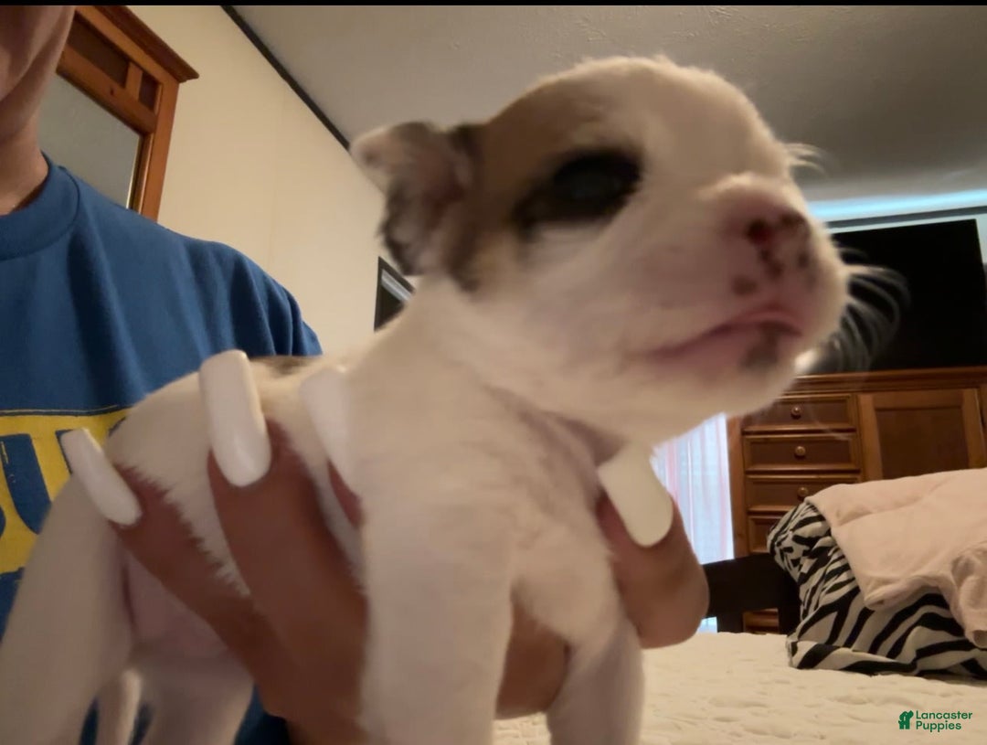 Chihuahua dogs for sale: Jewel - Image 2