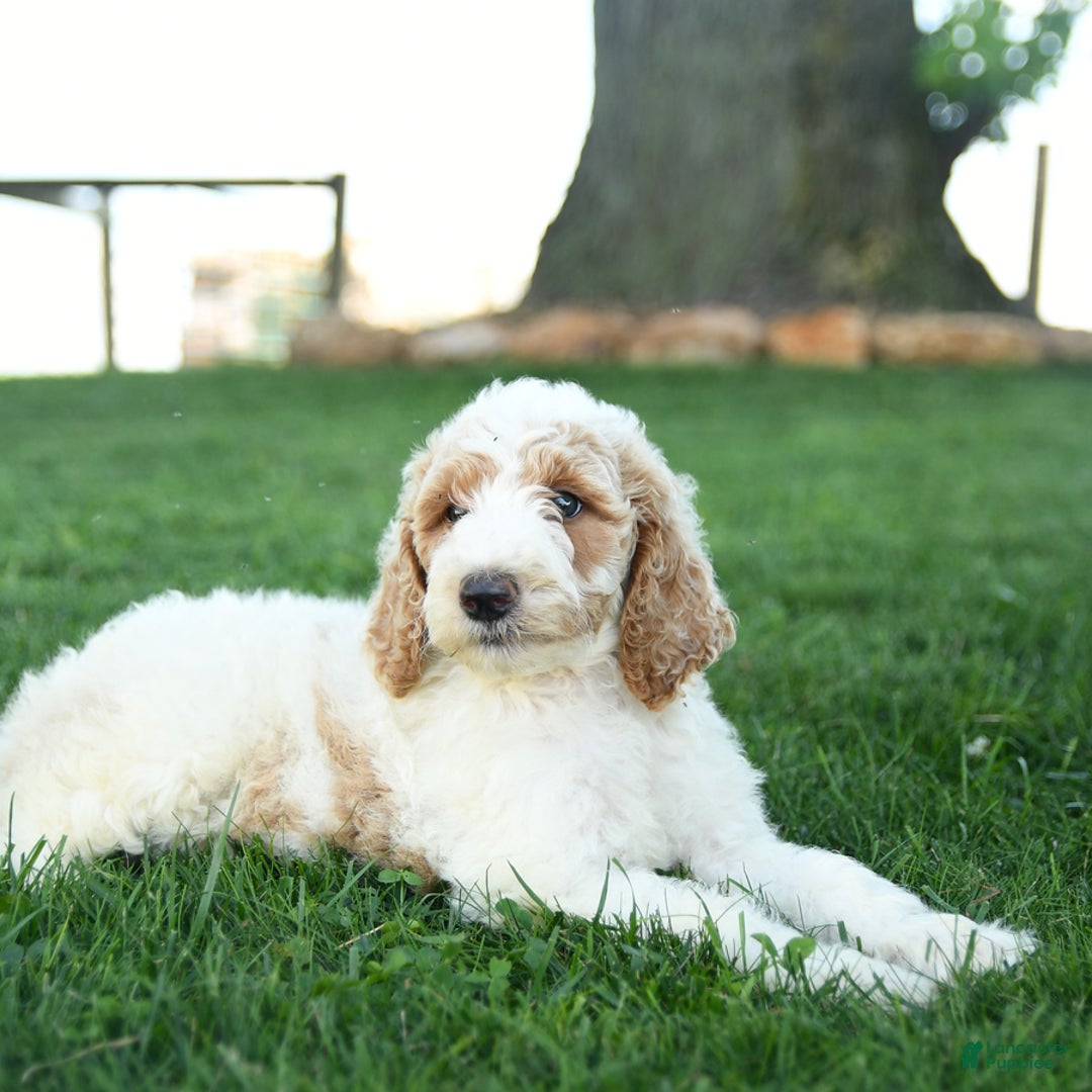 Standard Poodle dogs for sale: Cinnamon - Image 3