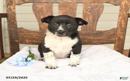 Australian Cattle Dog dogs for sale: Mary - Image 5