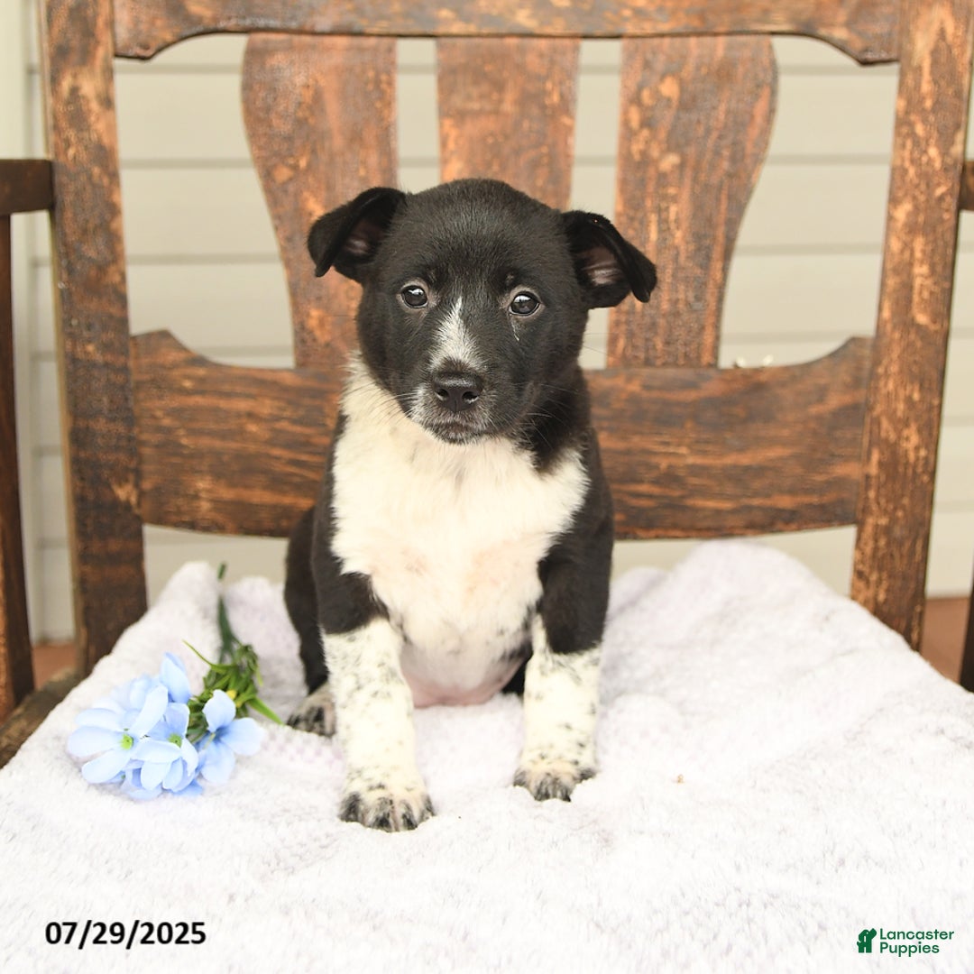 Australian Cattle Dog dogs for sale: Mary - Image 5