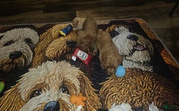 Yorkiepoo dogs for sale: Rita - Image 5