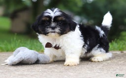 Shih Tzu dogs for sale: Zeke - Image 4