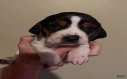 Walker Hound dogs for sale: Yellow - Image 2