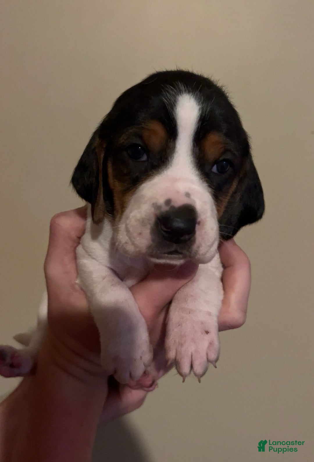Walker Hound dogs for sale: Yellow - Image 2