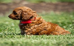 Goldendoodle dogs for sale: Alice - Image 5