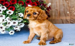 Cavalier King Charles Spaniel dogs for sale: Keegan - Image 7