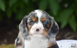 Cockalier dogs for sale: Reba - Image 1