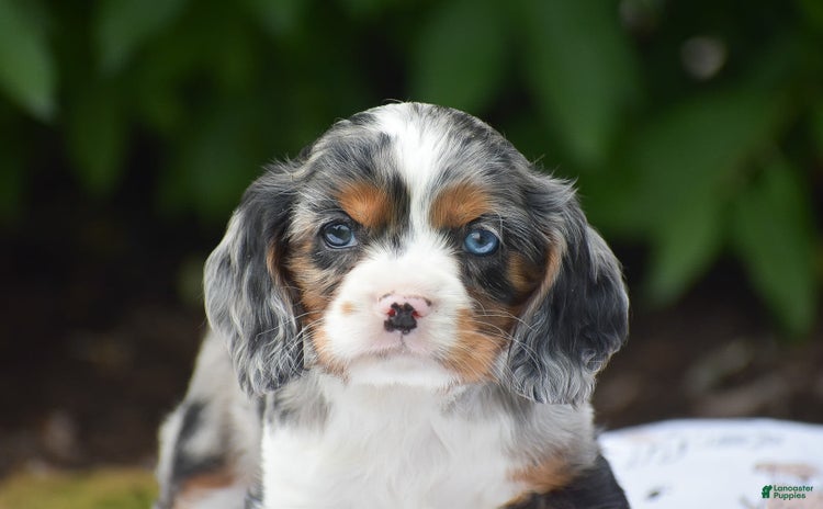 Cockalier dogs for sale - Ad 3