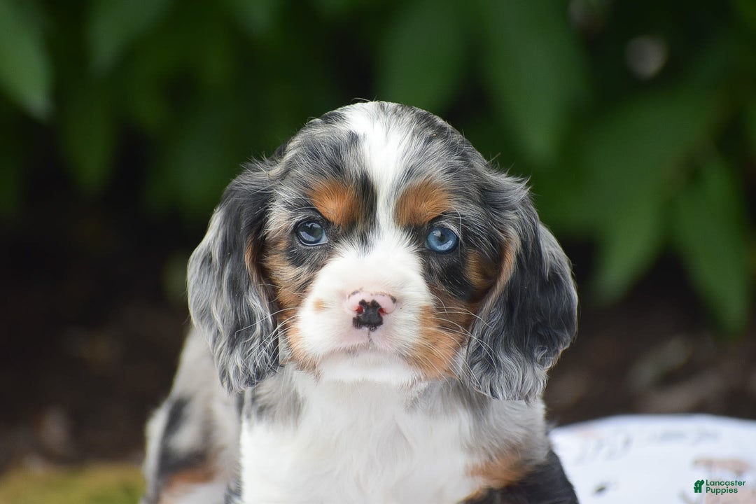 Cockalier dogs for sale: Reba - Image 1