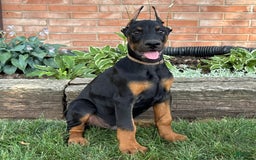 Doberman Pinscher dogs for sale: Sirus - Image 4