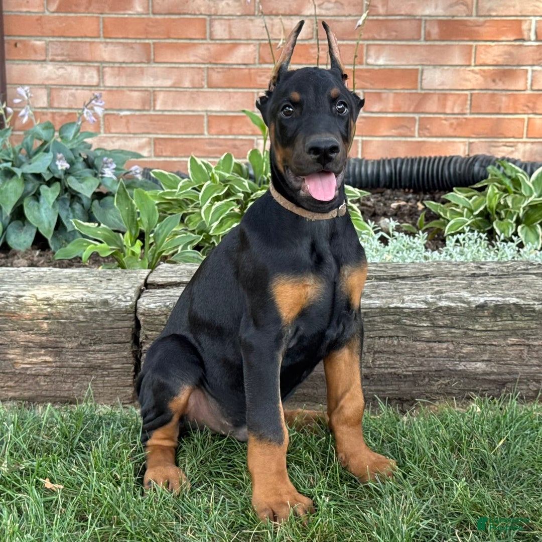 Doberman Pinscher dogs for sale: Sirus - Image 4