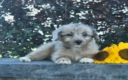 Aussiedoodle dogs for sale: West - Image 3