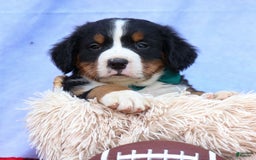 Bernese Mountain Dog dogs for sale: Snoopy - Image 22