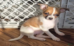 Chihuahua dogs for sale: Garnet - Image 2