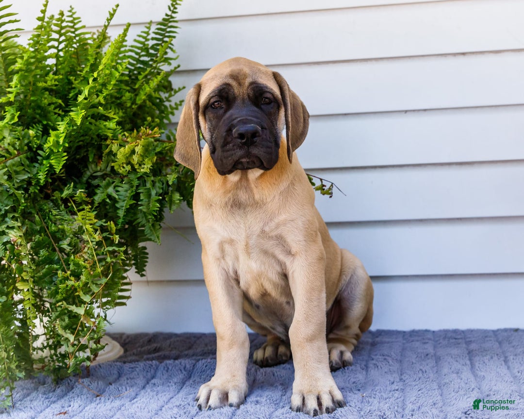 English Mastiff dogs for sale: Hadley - Image 7