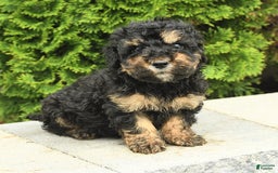 Miniature Poodle dogs for sale: Oscar - Image 15